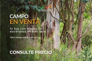 Campo en venta de 14 hectáreas con monte de eucaliptus en San José