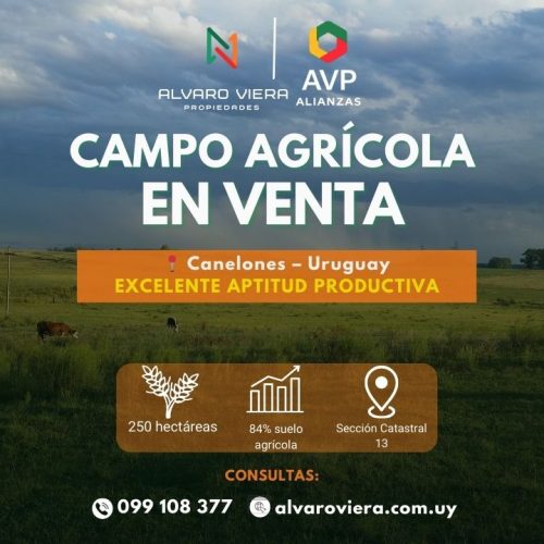 Campo agrícola en venta en Canelones – 250 hectáreas con excelente aptitud productiva